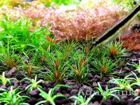 Trithuria sp. Blood vomit