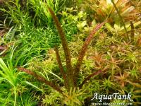 Vallisneria Spiralis " Leopard"