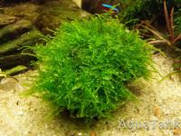 Vesicularia sp. Mini Christmas moss