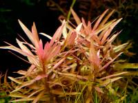 Ammannia Gracilis, Red Ammannia, Pink Ammannia