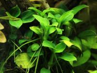 Anubias nana 'Petite' Bonsai
