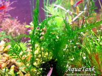 Bolbitis sp. Haihoragoke