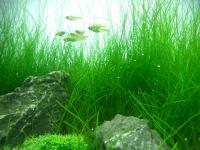 Eleocharis Acicularis, hairgrass