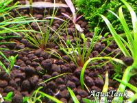 Eriocaulon Australia Red