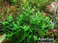 Gratiola Aurea