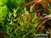 Gratiola viscidula