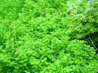 Hemianthus callitrichoides 'Cuba', HC Cuba