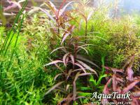 Hygrophila Lancea Sarawak
