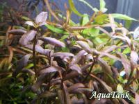 hygrophila sp bold