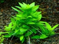 Staurogyne Repens