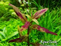 Limnophila sp Belem