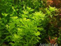 limnophila sp guinea dwarf anubria