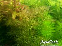 Limnophila Guinea “Needle leaf”