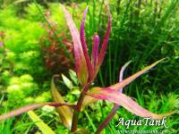 Limnophila sp. Sulawesi