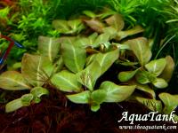 Ludwigia Alata