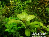 Ludwigia Alata
