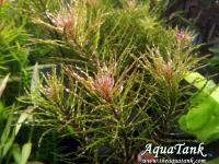 Ludwigia Curly sp Tornado