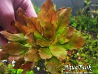 Ludwigia Sphaerocarpa