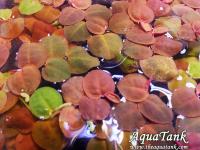 Phyllanthus Fluitans