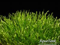 Riccia sp. Slender