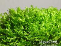 Riccia sp. Spiny