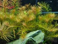 Rotala sp. Nanjenshan