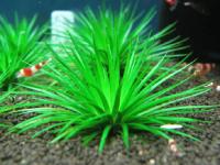 Eriocaulon sp. Hainan Island seeds