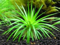 Eriocaulon sp Polaris seeds