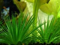 Eriocaulon sp. Kyoto Kurohoshikusa seeds