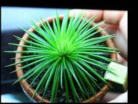 Eriocaulon sp. Polaris From An Son River seeds